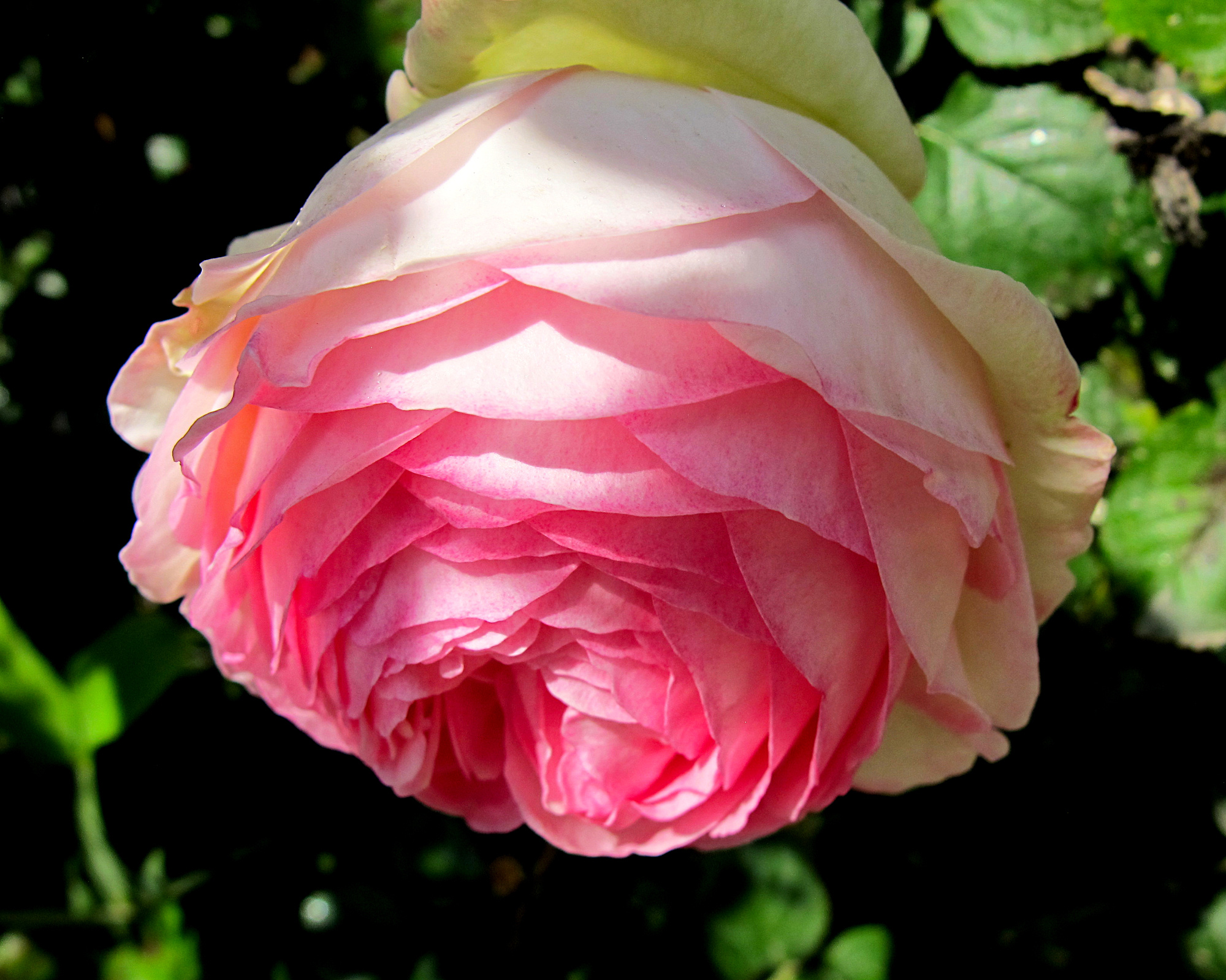Pink rosy rose flower in sunlight